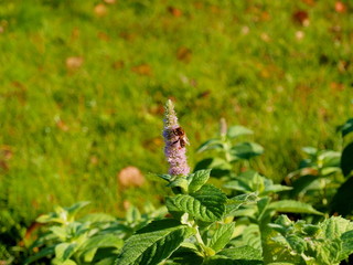 Bee on a green mint flower in the garden
