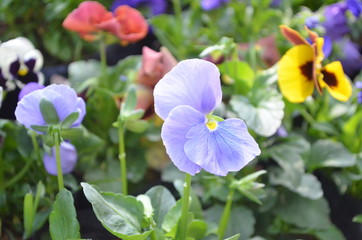 Flower in Garden