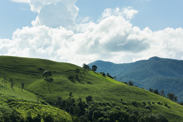 Fototapeta na wymiar Mountain landscape. Tea Plantation and mountain landscape in Thailand, beautiful landscape and in Thailand. Green Hills, White Clouds and Mountains on the Horizon