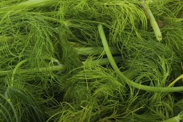 green fennel leaves