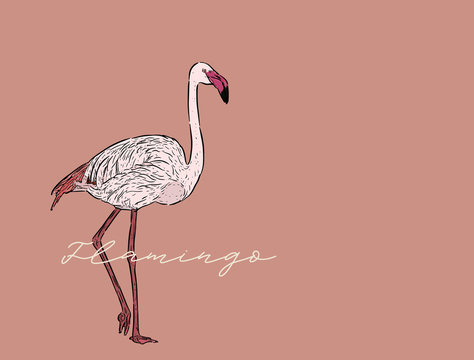 Flamingo vector illustration.