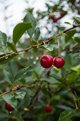 red cherries after rain on the tree