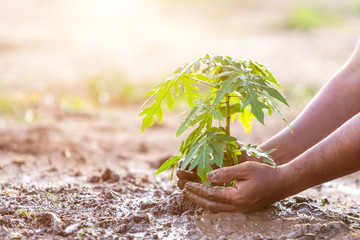 Hand holding soil and planting young papaya tree into soil. Save world and ecology concept