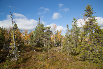 Pyhitystunturi autumn