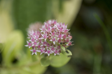 Sedum