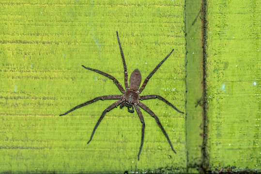 Gigant huntsman spider on a green wall in a hut on Ko Phayam, Thailand