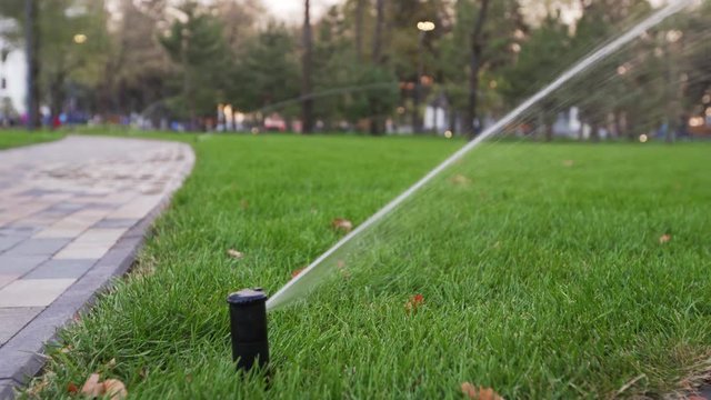Garden irrigation sprinkler watering lawn in the park near walkway. Automated rotating irrigation system. Green grass and landscape design. Sprayer goes down under ground level.