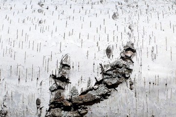 Unique natural background. Birch bark damaged by atmospheric conditions under natural conditions
