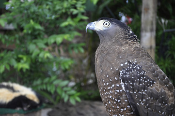 animal