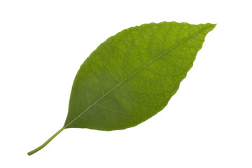 fresh green leaf of avocado isolated on white background