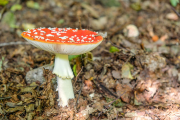 Poison mushrooms. Amanita Muscaria