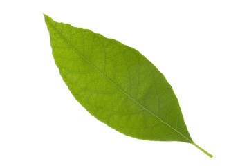 fresh green leaf of avocado isolated on white background