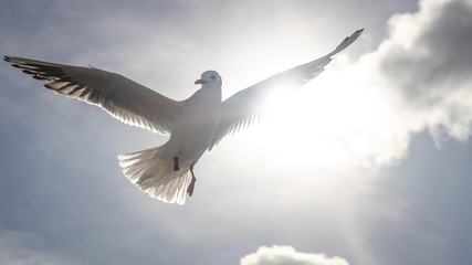Fototapeta na wymiar Flying seagull in the sky with clouds