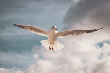 Flying seagull in the sky with clouds
