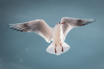 Flying seagull in the sky with clouds