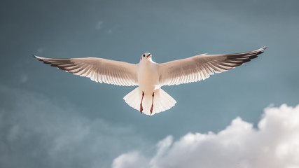 Flying seagull in the sky with clouds