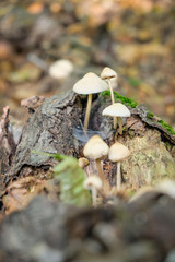 Mushroom family in autumn forest scene.  autumn concept.