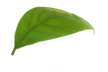 Fototapeta premium fresh green leaf of avocado isolated on white background