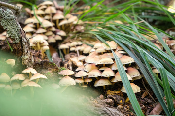 Beautiful family of young mushrooms with thin legs