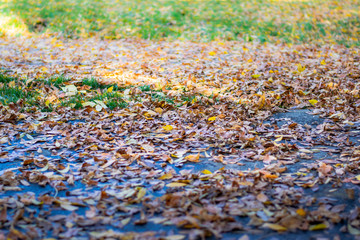 dried leaves closely photographed