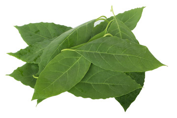 Obraz premium green leaves isolated on white background