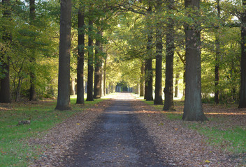 Autumn Trees near Ghent, Belgium on November 5, 2017.