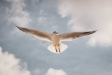 Flying seagull in the sky with clouds