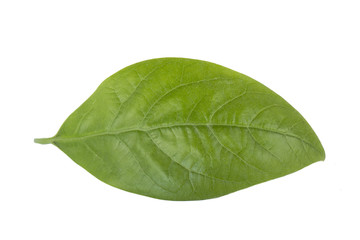 Obraz premium fresh green leaf of avocado isolated on white background