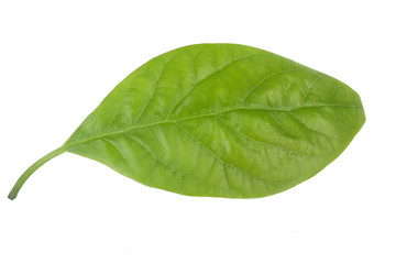 fresh green leaf of avocado isolated on white background
