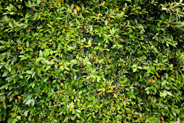 Tree leaves wall. Green tree background. Natural green leaf wall.