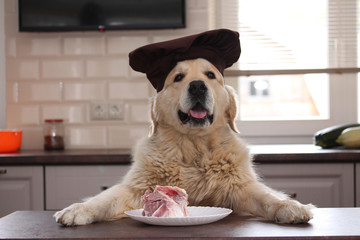 Golden retriver eating bone.
