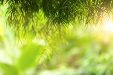 Fototapeta premium Green abstract of blur nature sunlight with bokeh and lens flare effect for background