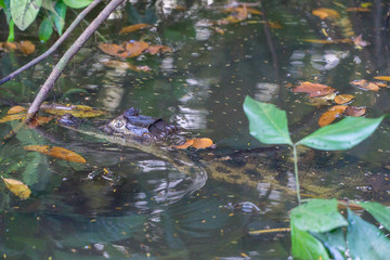 Small Caiman head in the water - Costa Rica