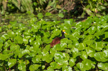 Small bird hidden in a sea of green. Costa Rica