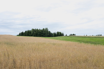 Lithuanian fields 