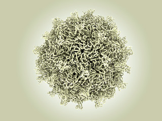 Der Coxsackievirus, wie der Poliovirus, gehört zu den Enteroviren. Er verursacht Erkältungen,und virale Meningitis und Myokarditis. - obrazy, fototapety, plakaty