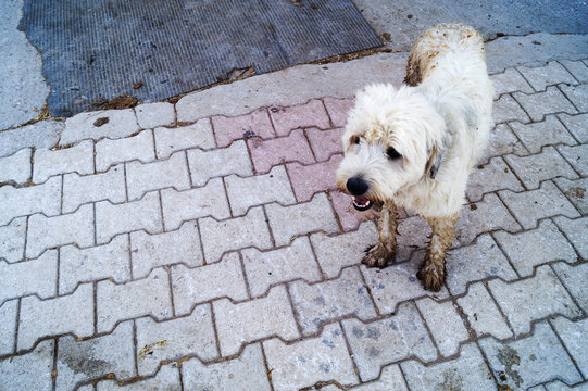 Pisliğe girmiş k&ouml;pek