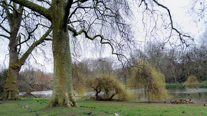 &Aacute;rboles desnudos en invierno en Saint James' Park, Londres, Inglaterra