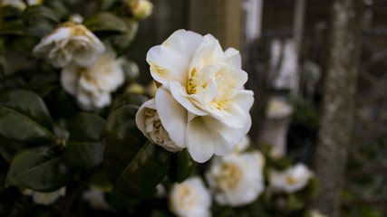 White Petal Rose in Garden 
