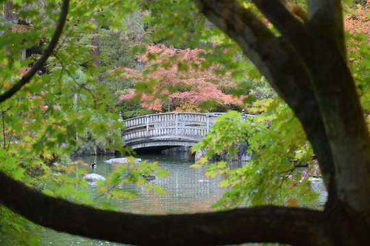 Manito Park Japanese Gardens - Fall 