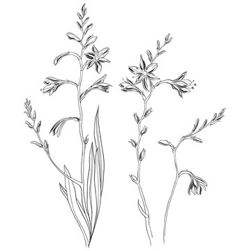 Crocosmia or montbretia. Hand drawn outline and silhouette vector illustration, isolated floral elements for design on white background. Medicinal plant wild field flower.Sketch.
