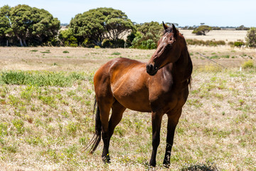 Big brown horse standing on the pasture in Australia