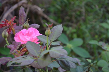Flower in Garden