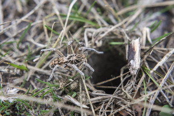 Spider in nature. Selective focus.