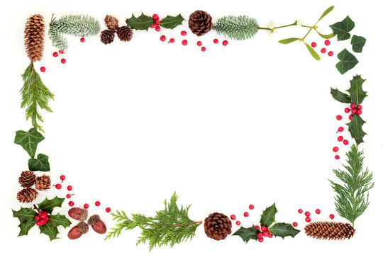 Winter And Christmas Natural Flora Background Border With Holly And Loose Berries, Leaf Sprigs, Acorns, Mistletoe, Pine Cones, Snow Covered Spruce Fir On White.