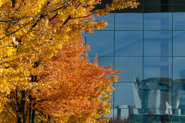autumn trees modern glass architecture