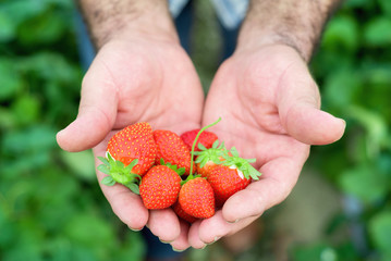 Farmer holding fresh strawberries in hands