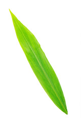 leaf of ginger isolated