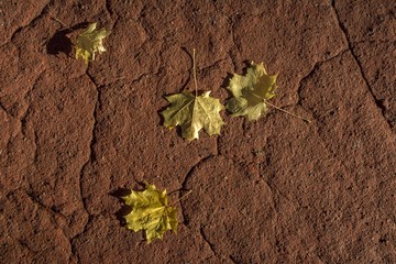 Autumn yellow maple leaves lie on the red floor covering