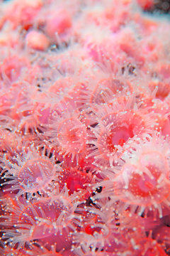 Feeding of coral polyps